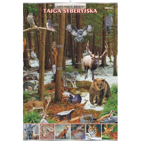 Plansza&nbsp;VISUAL SYSTEM - Tajga syberyjska